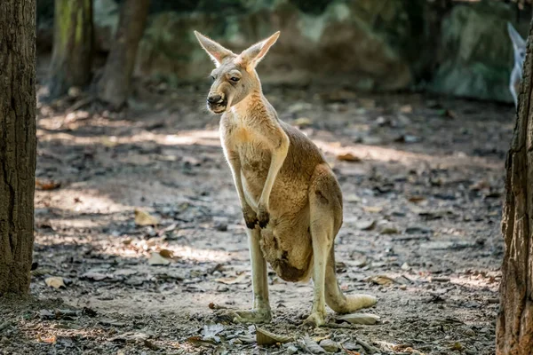 Yerde Duran Dişi Kanguru Görüntüsü — Stok fotoğraf