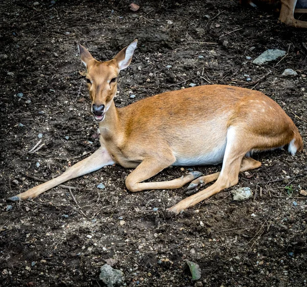 动物园里的母鹿 — 图库照片