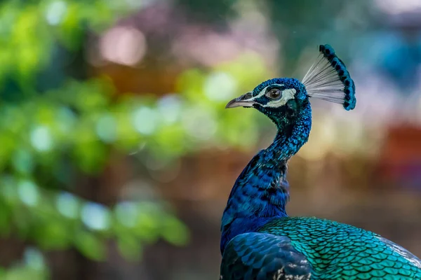 Close Image Peacock — Stock Photo, Image