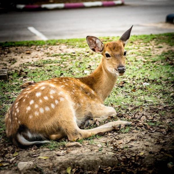 Brown Sika deer in car park