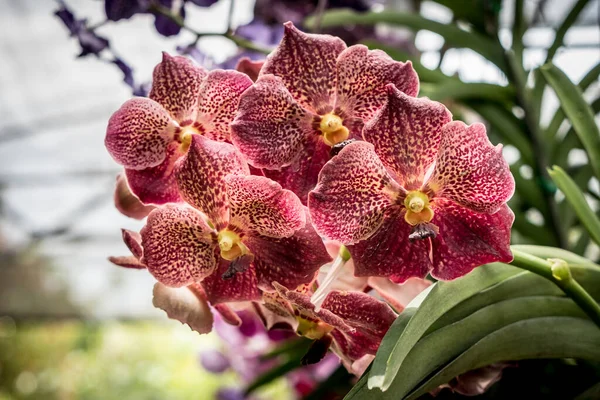 Orquídea Vermelha Com Folhas Verdes Fundo Borrado — Fotografia de Stock