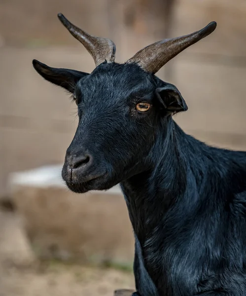 Nahaufnahme Bild Der Schwarzen Ziege — Stockfoto