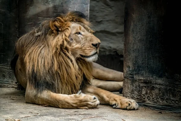 Lion Yüzünü Kapat — Stok fotoğraf