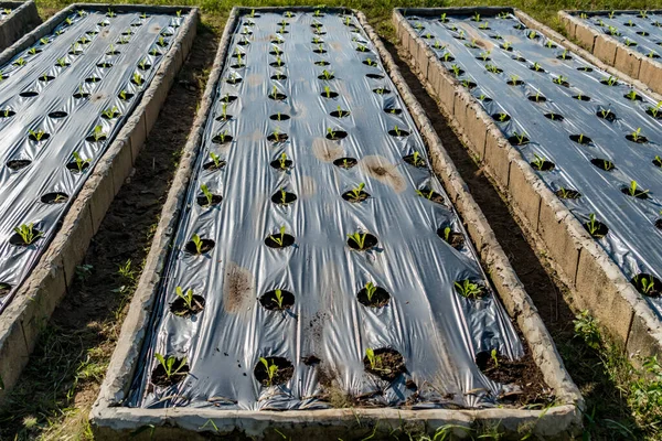 Spridning Grönsaker Växthus — Stockfoto