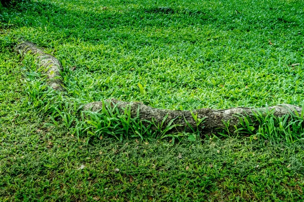 Akar Pohon Besar Dengan Latar Belakang Tekstur Rumput Hijau — Stok Foto