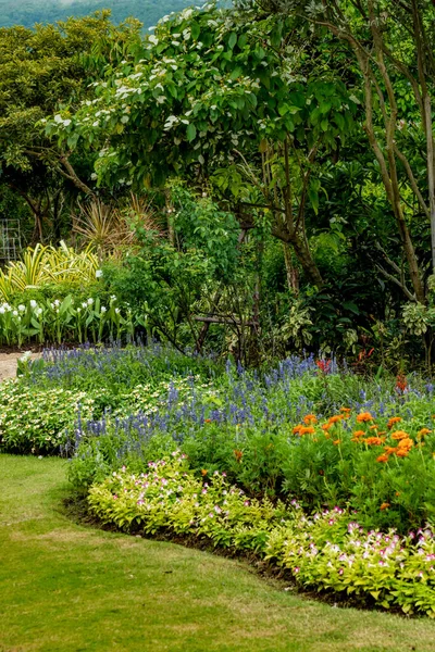 Flores Coloridas Con Hojas Verdes Frescas Jardín — Foto de Stock