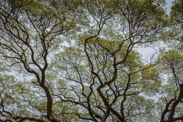 高大的树枝 头顶上的叶子 — 图库照片