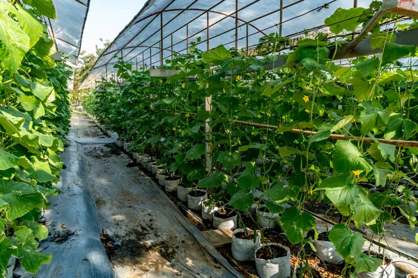 Tropikal Bölgede Üzüm Çiftliği — Stok fotoğraf