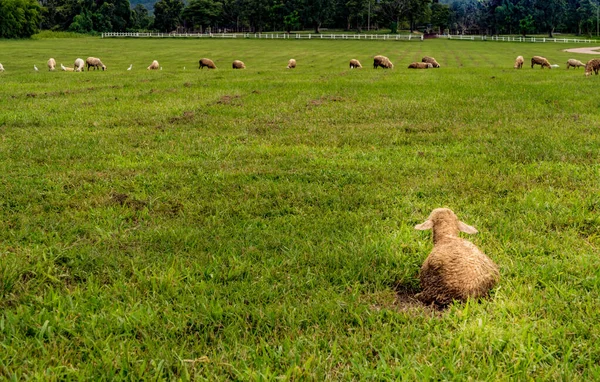 Einsame Braune Schafe Auf Grünem Rasen Bauernhof — Stockfoto