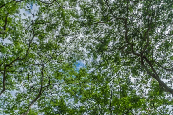 Topo Árvore Grande Ramo Folhas Verdes Vista Baixo — Fotografia de Stock