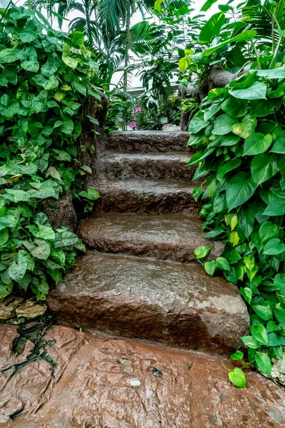 콘크리트 계단과 공원에 식물들이 — 스톡 사진