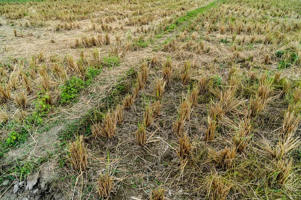 旱稻稻田土壤水分途径研究 — 图库照片