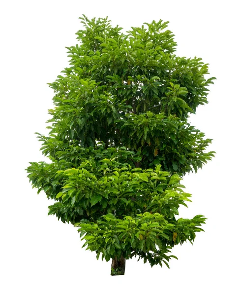Grüner Baum Isolieren Auf Weißem Hintergrund — Stockfoto