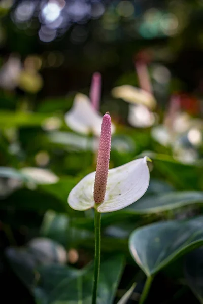 Rózsaszín Anthurium Virág Elmosódott Háttér — Stock Fotó