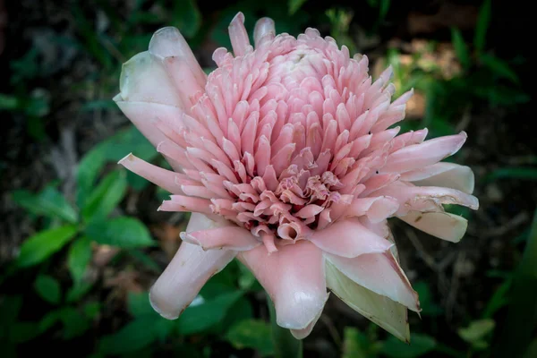 Ροζ Λουλούδι Πράσινο Φόντο Της Φύσης — Φωτογραφία Αρχείου