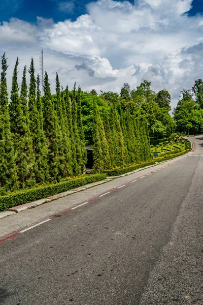 Pinhais Declive Grama Verde Com Estrada Asfalto — Fotografia de Stock