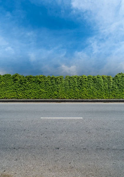 Recinzione Siepe Verde Con Strada Asfaltata Sfondo Cielo Blu — Foto Stock