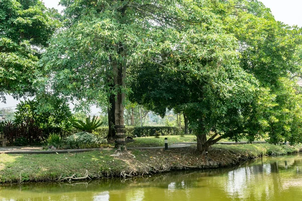 Tropical Green Garden Lake — Stock Photo, Image