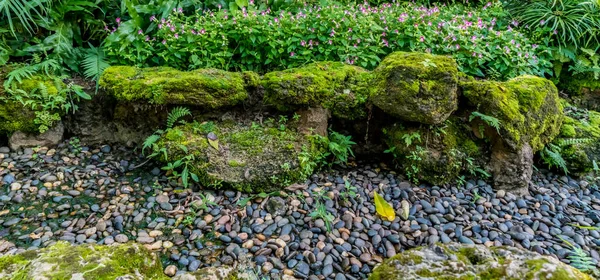 Jardin Rocheux Avec Mousse Plantes Dans Parc — Photo