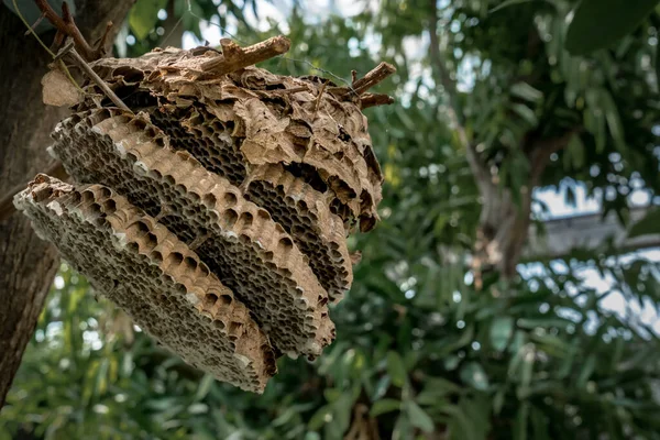 古い空のスズメバチの巣 — ストック写真