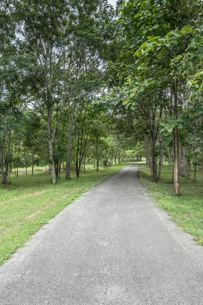 Camino Asfalto Con Árboles Verdes — Foto de Stock