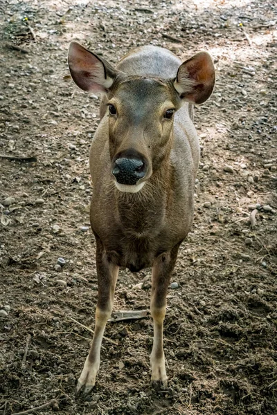 Image Female Roe Deer — Stock Photo, Image