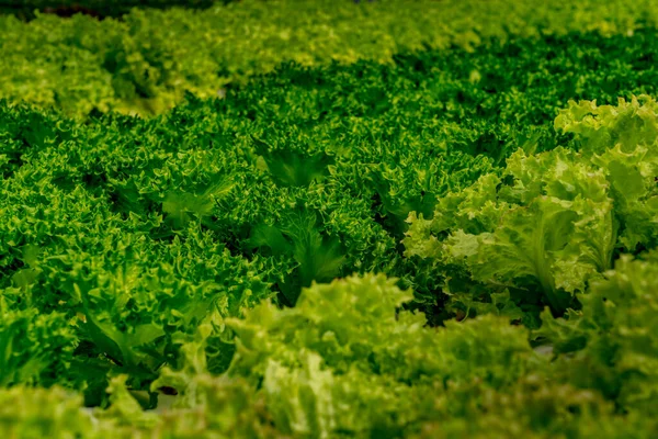 Alface Verde Fresca Exploração Hidropônica — Fotografia de Stock