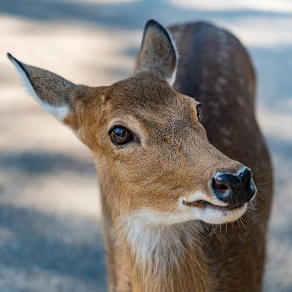 Closeup Image Brown Sika Deer — Stock Photo, Image