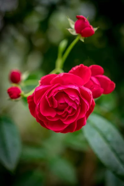 Rote Rose Auf Verschwommenem Grünen Blätterhintergrund Garten — Stockfoto