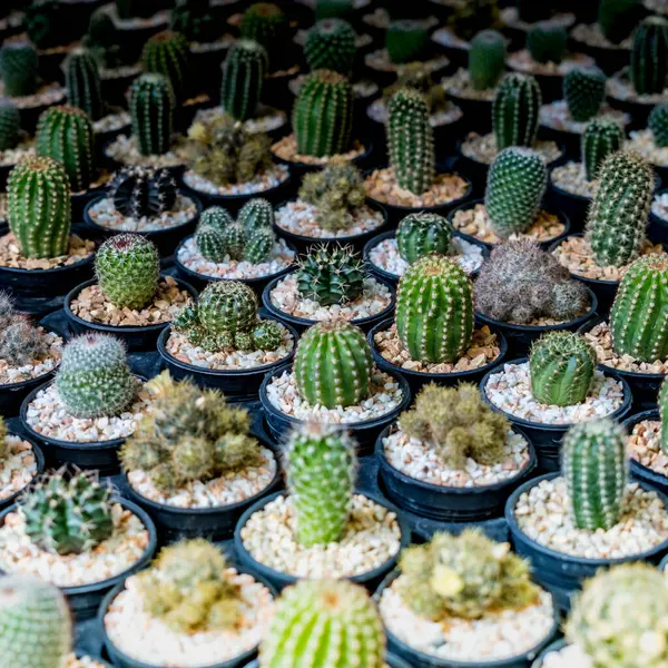 Varios Tipos Cactus Verdes Maceta Plástico Negro —  Fotos de Stock