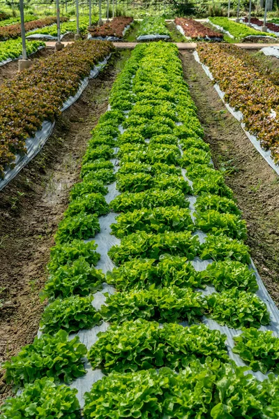 農場の緑の野菜のベッド — ストック写真
