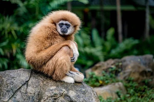 Gibbon Braunes Gibbon Sitzt Auf Einem Felsen Zoo — Stockfoto