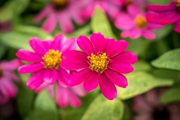 Rote Und Gelbe Blume Auf Grünem Hintergrund — Stockfoto