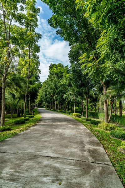 Estrada Concreto Com Árvores Verdes Parque — Fotografia de Stock