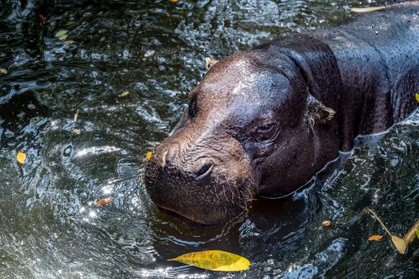 Chef För Pygmy Hippo Liten Flodhäst Dammen — Stockfoto