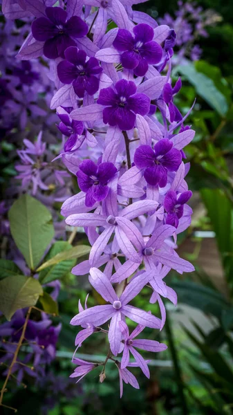 Violett Petrea Blommor Gröna Blad Bakgrund — Stockfoto