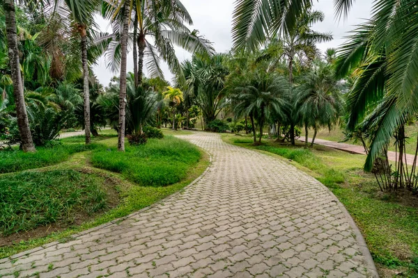 Caminho Concreto Com Palmeiras Verdes Parque — Fotografia de Stock