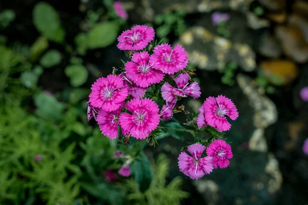 緑の植物を背景にピンクの花 — ストック写真