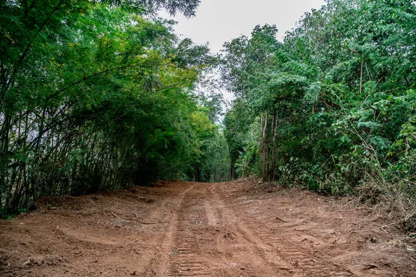 Polvere Strada Campagna Con Alberi Verdi Alla Giungla — Foto Stock