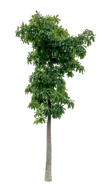 Albero Verde Isolato Sfondo Bianco — Foto Stock