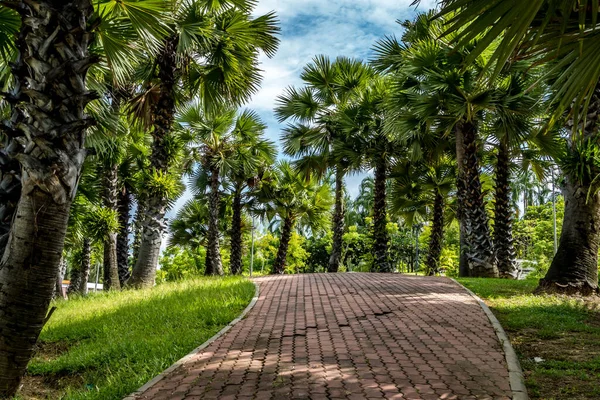 Concrete Block Pathway Palm Trees Park — Stock Photo, Image