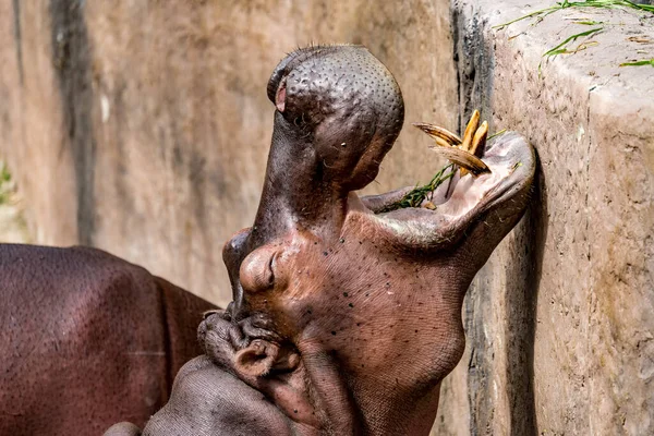 Immagine Ravvicinata Della Bocca Apribile Della Testa Dell Ippopotamo — Foto Stock