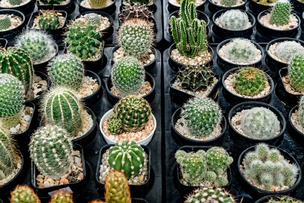 Varios Tipos Cactus Verdes Maceta Plástico Marrón Tienda —  Fotos de Stock