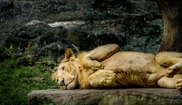 Jeune Lion Paresseux Couché Sur Rocher — Photo