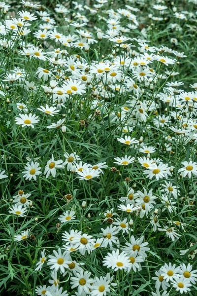 Campo Flores Brancas Margarida — Fotografia de Stock
