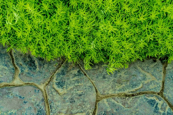 Betonboden Und Frische Grüne Pflanzen — Stockfoto