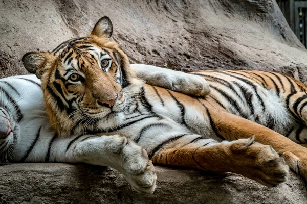 Detailní Záběr Bengálského Tygra Bílým Tygrem — Stock fotografie