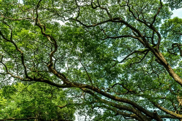 下から見る大きな木の枝と緑の葉の上 — ストック写真
