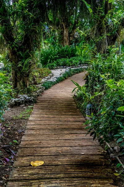 Caminho Concreto Com Plantas Verdes Parque — Fotografia de Stock