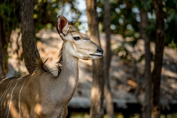 Close Imagem Fêmea Maior Kudu — Fotografia de Stock